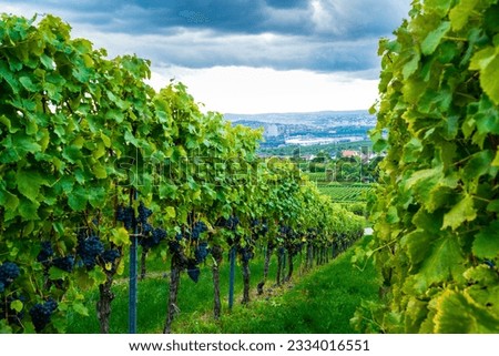 Germany, Stuttgart city houses, arena behind green way between vine plants with blue grapes in beautiful vineyard nature landscape in summer