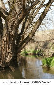 Germany, Thüringen Wingerode, Oldtree on river