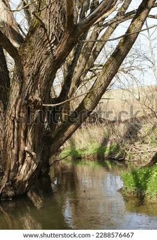 Germany, Thüringen Wingerode, Oldtree on river