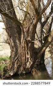 Germany, Thüringen, Wingerode, Oldtree in sunlight on riverbank