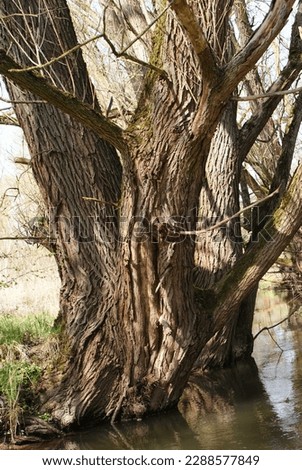 Germany, Thüringen, Wingerode, Oldtree in sunlight on riverbank