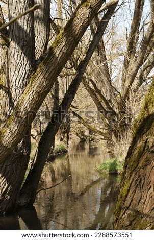 Germany, Thüringen, Wingerode, Oldtrees on river in sunlight