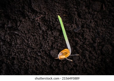 Germinated corn seed close-up on the ground. Sweet corn sprout, root - Shutterstock ID 2156495889
