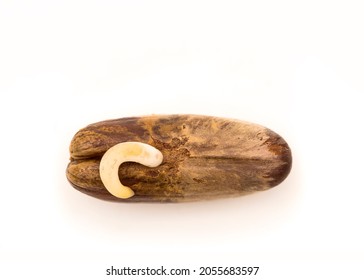 Germinated Date Seed Macro Shot