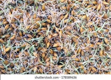 Germinated Seeds Of Barley - Malt