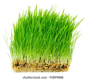 Germinated Seeds Of Oat - Green Grass, Isolated On White