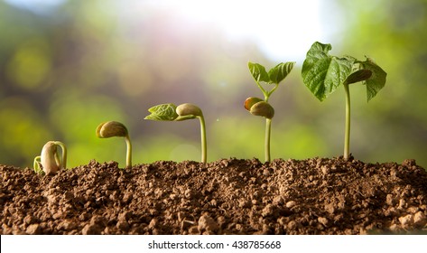 germinated seeds sequence and growth of bean plants - Shutterstock ID 438785668