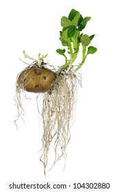 Germinating Potato With Roots On White Background