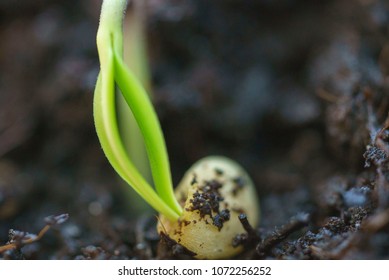 Germinating Seed Growing In Ground Agriculture Spring Summer Timelapse