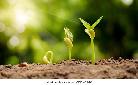 germinating seed to sprout of nut in agriculture and plant grow sequence with sunlight and green background  - Shutterstock ID 533124349