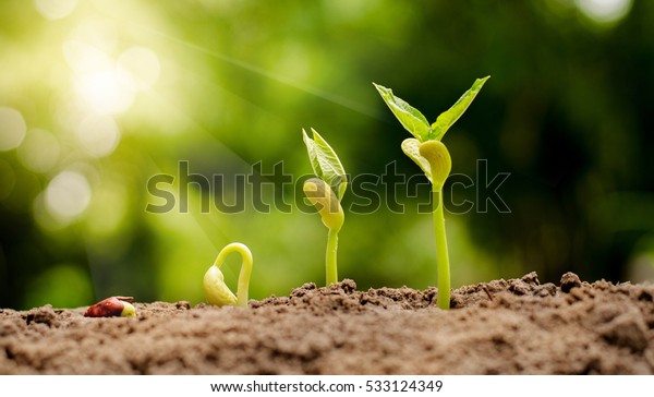 germinating seed to sprout\
of nut in agriculture and plant grow sequence with sunlight and\
green background 