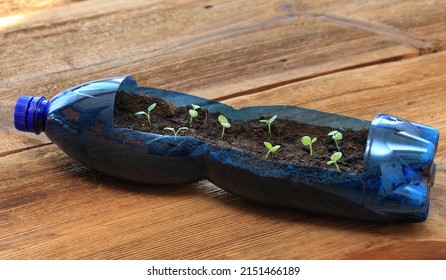 Germinating seedlings  in reuse plastic bottle on  wooden table.  The example of reusing plastic bottles and saving enviroment and money.