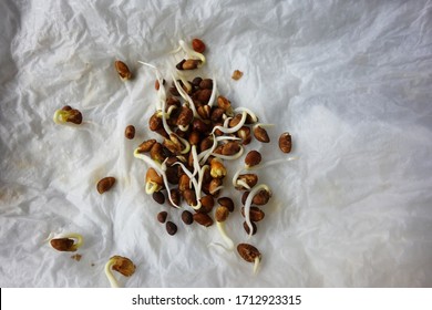 Germinating Water Spinach Seeds In Moist Paper Towel