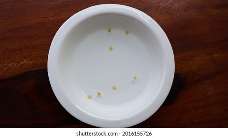 Germination Of Capsicum Seeds By Soaking Method