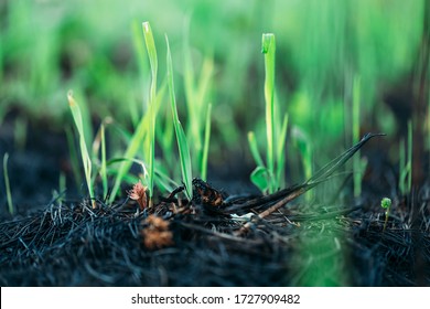 Germination Of Grass After A Fire, Restoration Of Nature, Natural Selection.