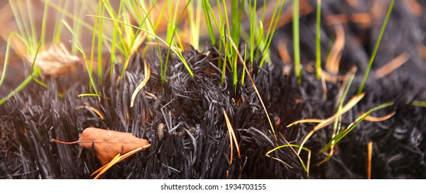 Germination Of Grass After A Fire, Restoration Of Nature.