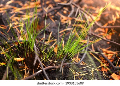 Germination Of Grass After A Fire, Restoration Of Nature.