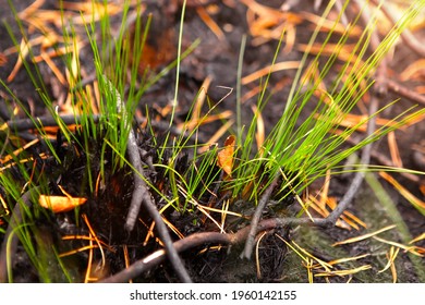 Germination Of Grass After A Fire, Restoration Of Nature.