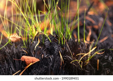 Germination Of Grass After A Fire, Restoration Of Nature.