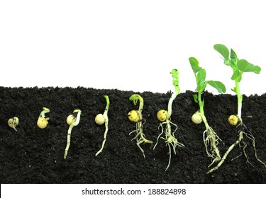 Germination pea sprout in soil - Shutterstock ID 188824898
