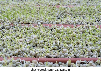 The germination of pea sprouts - Shutterstock ID 2238230045