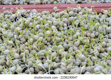 The germination of pea sprouts - Shutterstock ID 2238230047