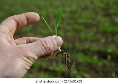 Germination percentage is a basic criterion for seed quality. A scientist and expert on agricultural crops, an agronomist estimates field of scarce grain. sprouted cereal, in mens hand, crop sowing - Shutterstock ID 2143631963