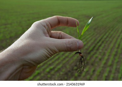 Germination Percentage Is A Basic Criterion For Seed Quality. A Scientist And Expert On Agricultural Crops, An Agronomist Estimates Field Of Scarce Grain. Sprouted Cereal, In Mens Hand, Crop Sowing