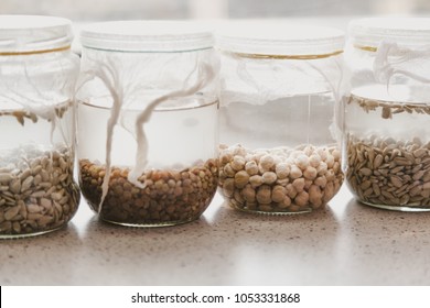 Germination of seeds in water. Glass jars with different seeds are filled with water. Banks are covered with white gauze
