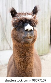 Geronimo The Alpaca