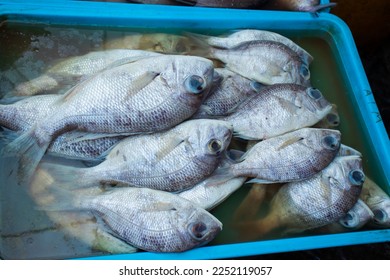 Gerres Fish (Gerres Filamentosus) Whipfin silver biddy Fish are sell in the traditional market. - Shutterstock ID 2252119057