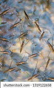 Gerridae (water Striders)