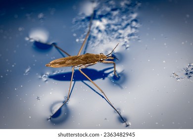 Gerris lacustris (common pond skater) standing on water - Powered by Shutterstock