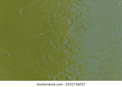 Gerris lacustris, the common pond skater, common water strider. Insects - Powered by Shutterstock