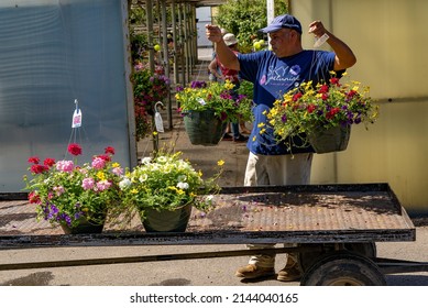 Gervais, Oregon - 4-8-2022:  ,A Nursery Enployee Moving Plants To A Retail Area Of The Nursery