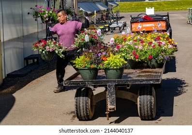 Gervais, Oregon - 4-8-2022:  A Nursery Enployee Moving Plants To A Retail Area Of The Nursery