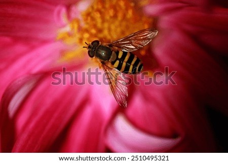 Similar – Foto Bild Schwebfliege auf einer gelben Gartenblume