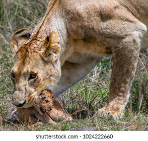 402 Lion grip Images, Stock Photos & Vectors | Shutterstock