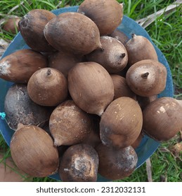 Get lots of coconuts to break