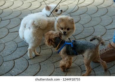 Get Them Outside And They Are Quite The Happy Campers. Pedigree Dogs. Dog Pets. Cute Small Dogs Playing Together. Spitz And Terrier Dogs Walk On Leash. Pet Care And Animals Rights.