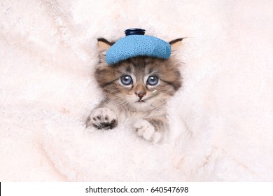 Sick Cat High Res Stock Images Shutterstock