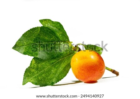 Get your daily dose of vitamins with fresh, juicy plums. Grow your own plum tree in your garden for ripe fruit all year round. Experience the satisfaction of gardening and harvesting your own plums.