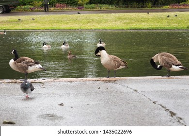 Get Your Ducks In A Row