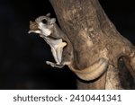 The getaway after a successful foraging. A Southern Flying Squirrel (Glacomys volans) jumps from a tree trunk cavity with its score of food, an acorn. Tiny nocturnal mammal active at night