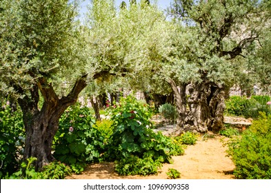 Gethsemane Garden In Jerusalem