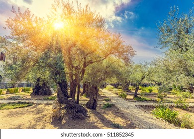 Der Gethsemane Olive Orchard, Garten am Fuß des Berges der Olivenbäume, Jerusalem, Israel. 