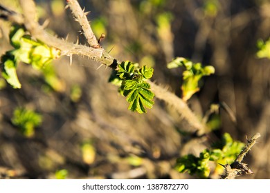 Getting up close on the tip of a bud.