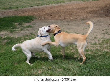 Getting To Know You - Two Dogs Playing At The Paws Park.