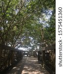 Getting lost on a path in Florida’s greenery
