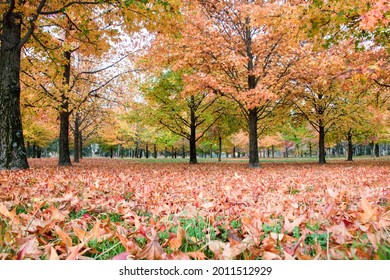 Getting Low While The Ground Is Covered By Orange Autumn Leaves